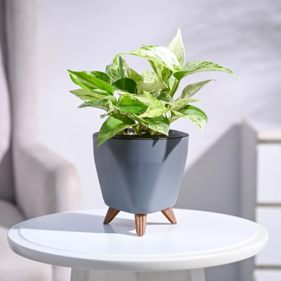 Money Plant Marble
