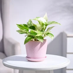 Money Plant Marble