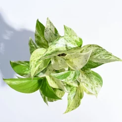 Money Plant Marble