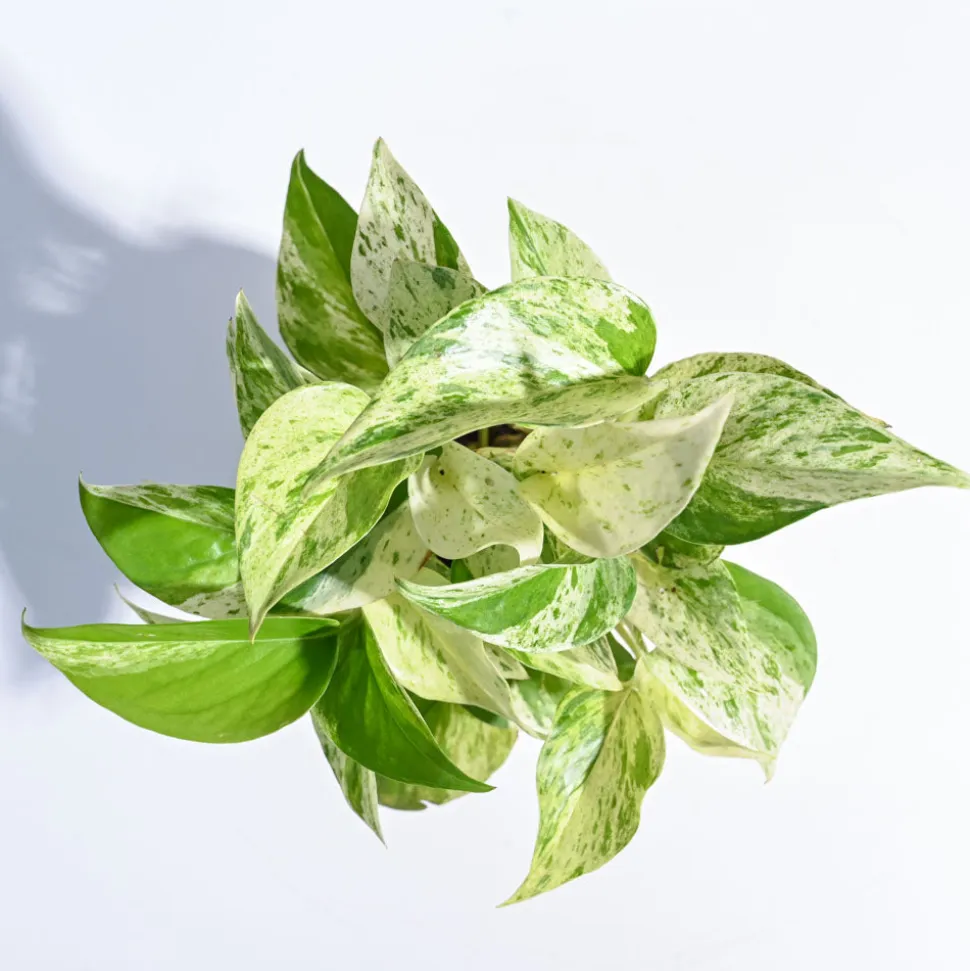 Money Plant Marble