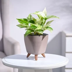 Money Plant Marble