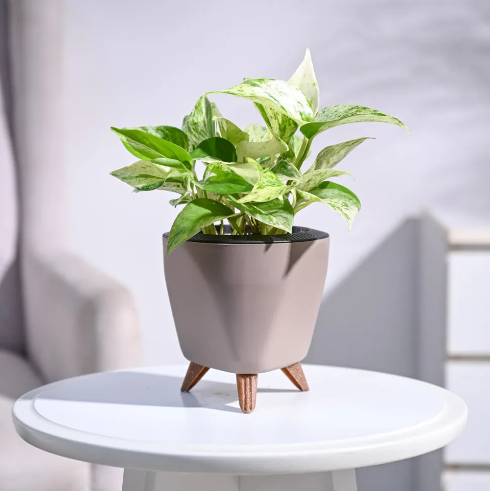 Money Plant Marble