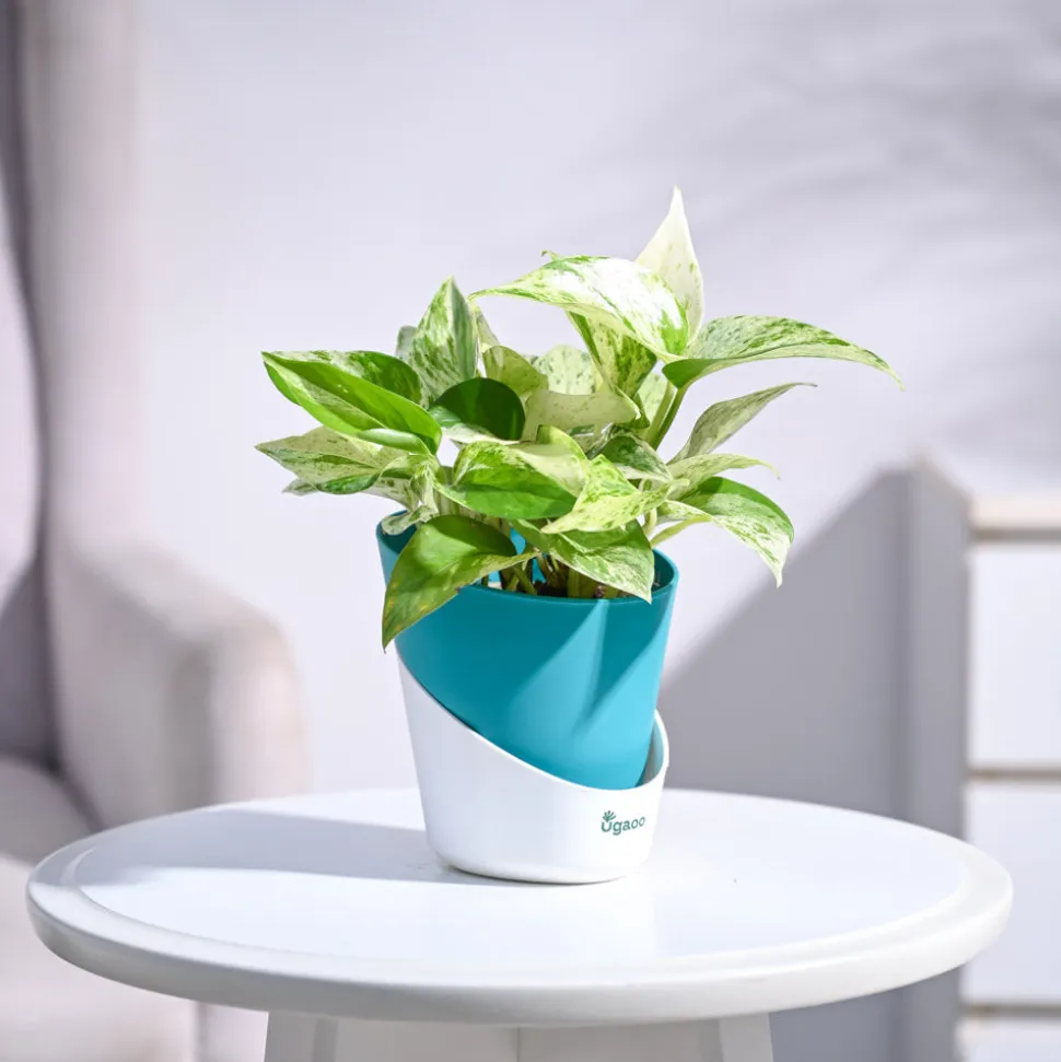 Money Plant Marble