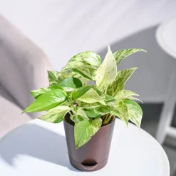 Money Plant Marble