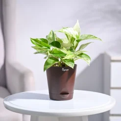 Money Plant Marble