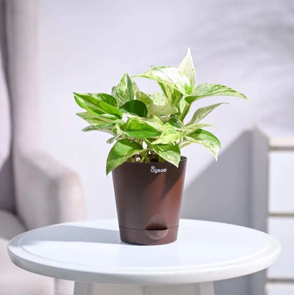 Money Plant Marble