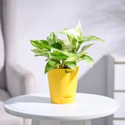 Money Plant Marble