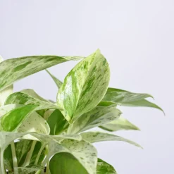 Money Plant Marble