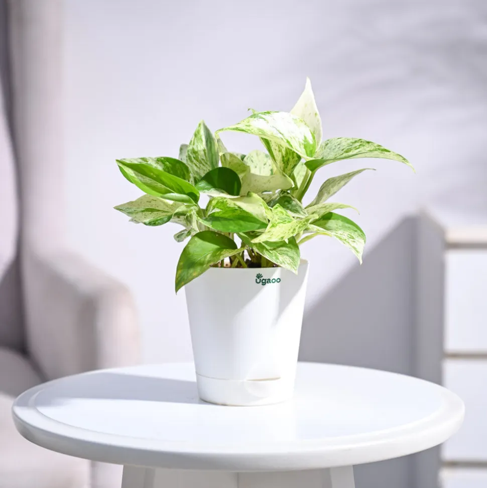 Money Plant Marble