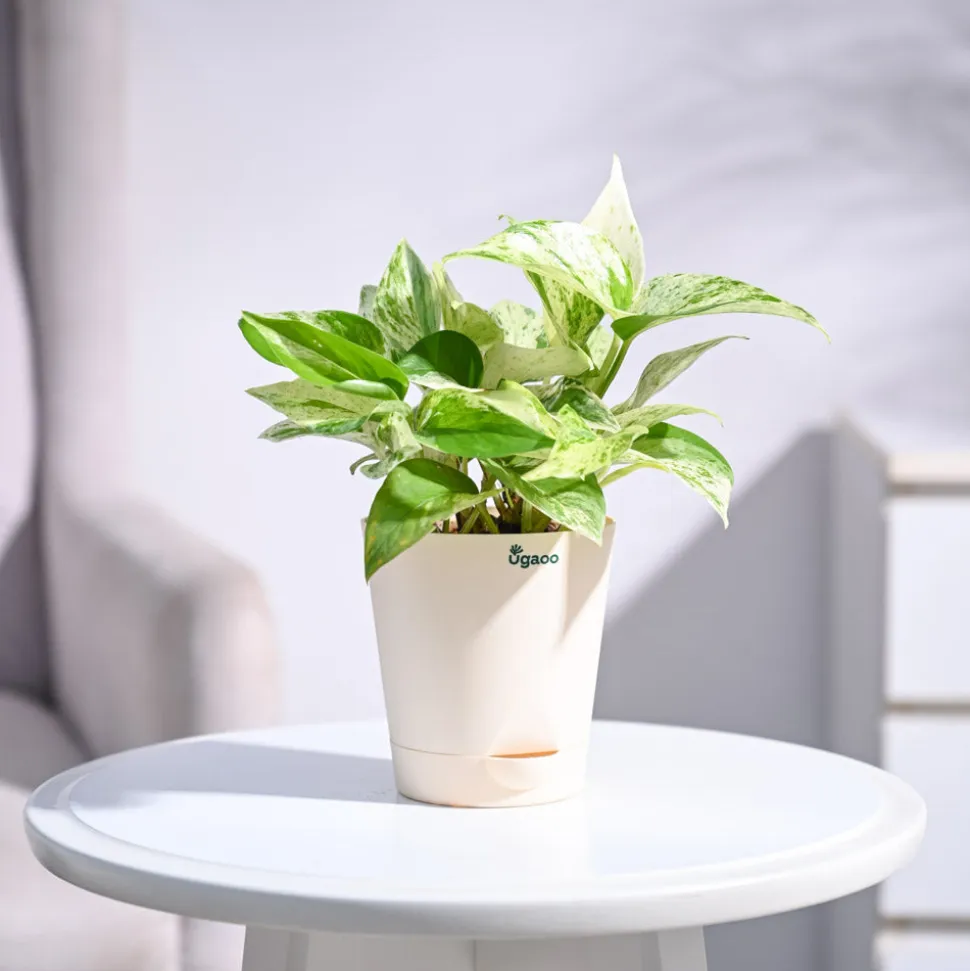 Money Plant Marble