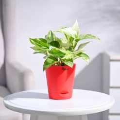 Money Plant Marble