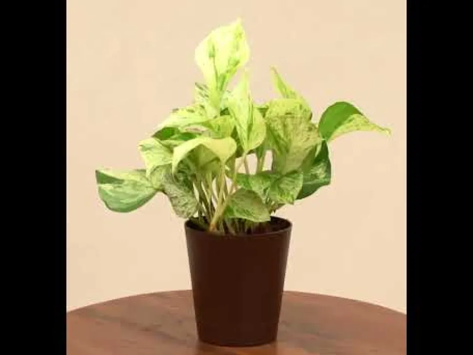 Money Plant Marble