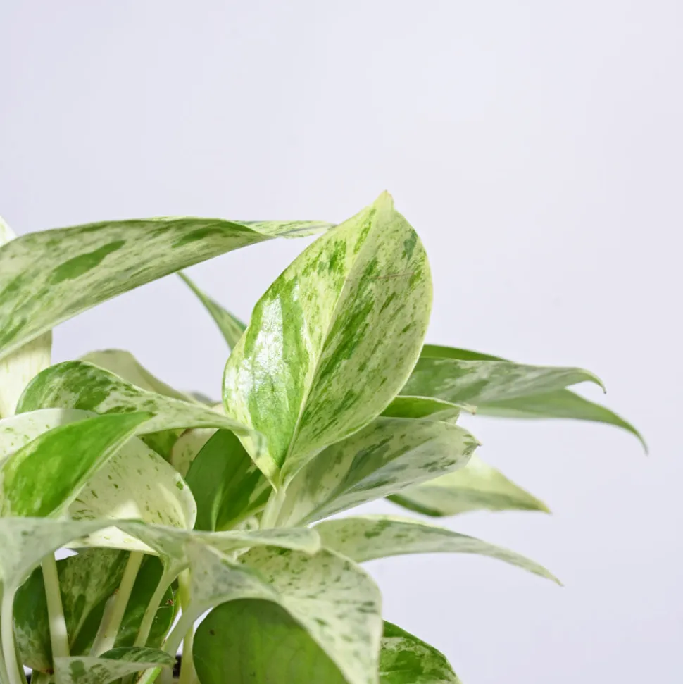 Money Plant Marble