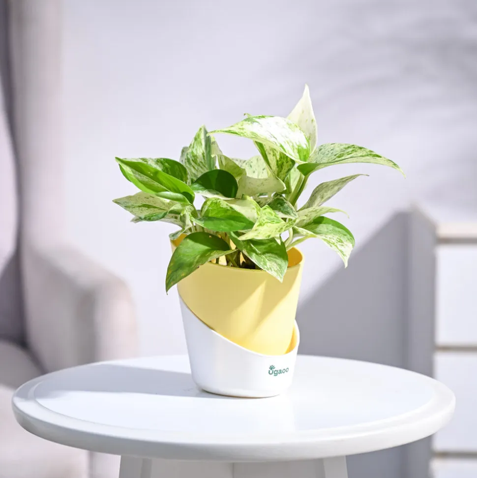 Money Plant Marble