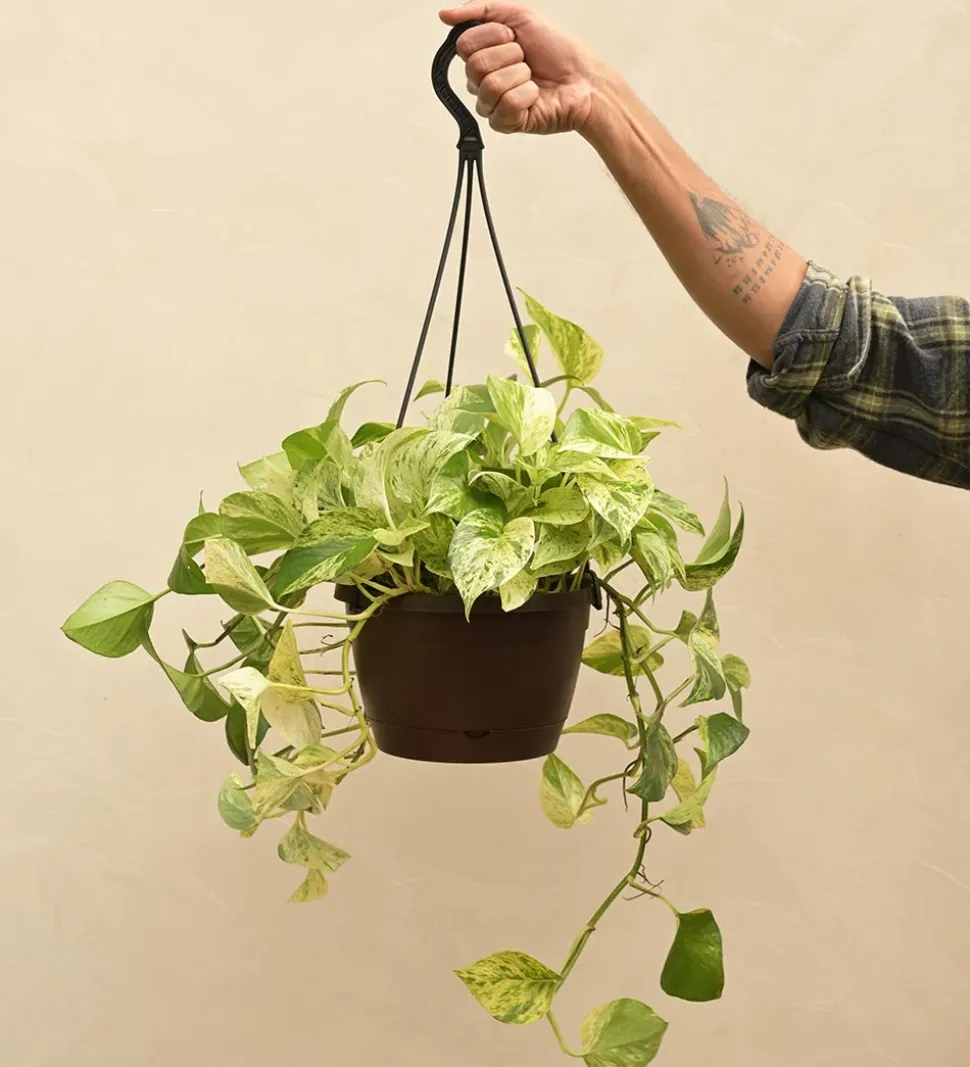 Money Plant Marble With Hanging Pot