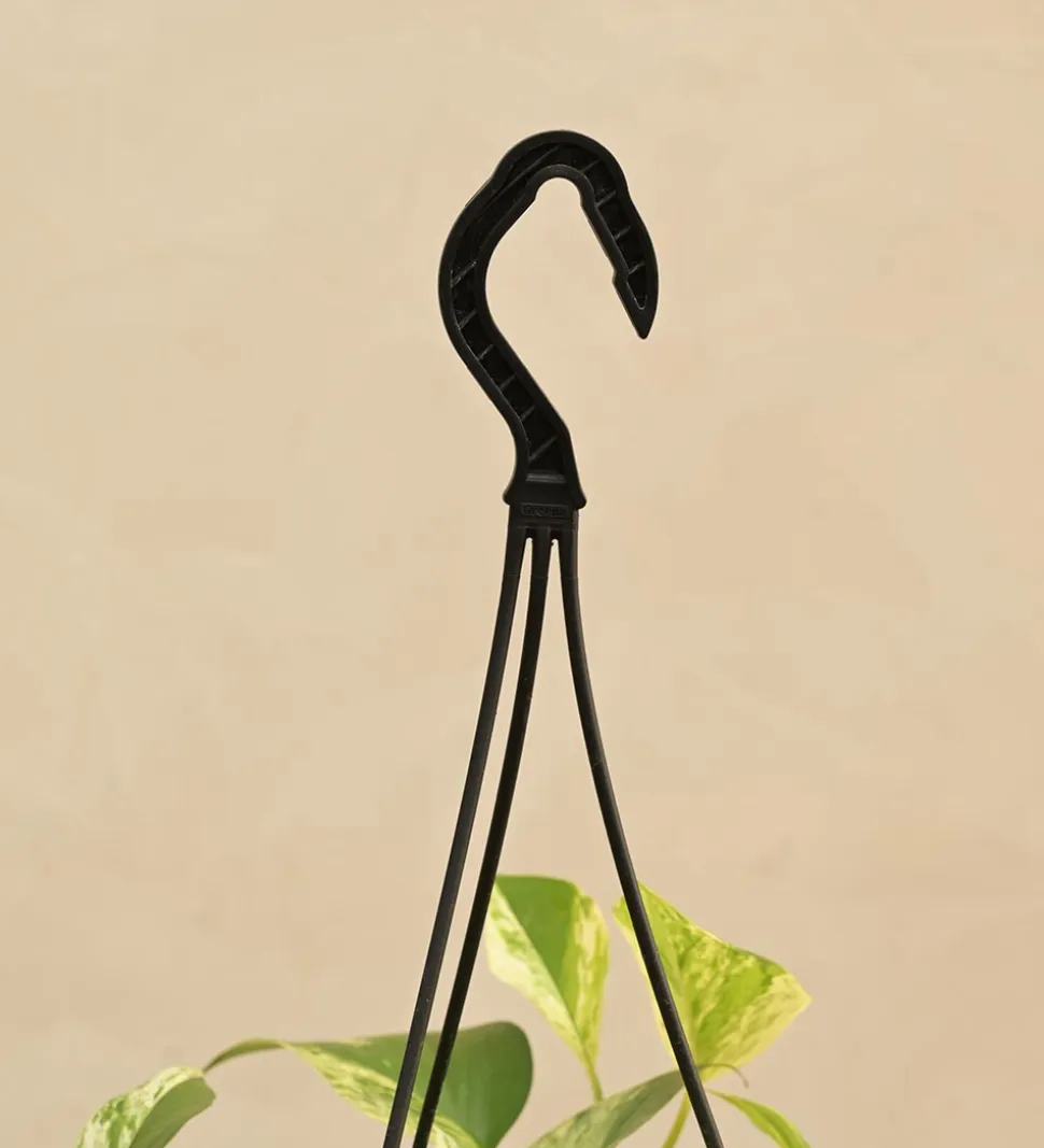 Money Plant Marble With Hanging Pot