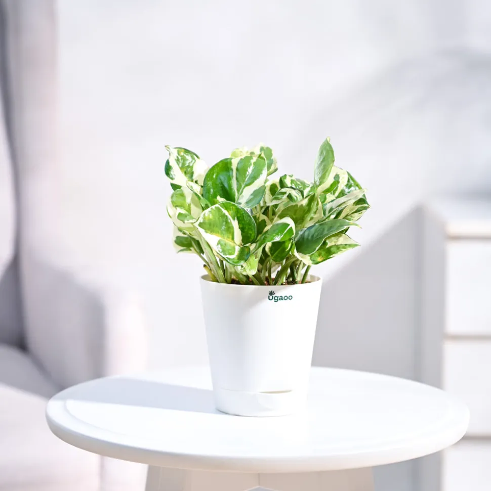 Money Plant N'Joy