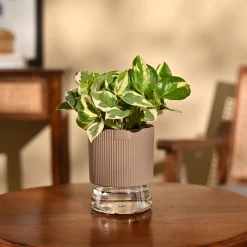 Money Plant N'Joy
