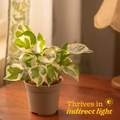 Money Plant N'Joy