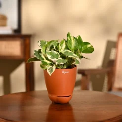 Money Plant N'Joy