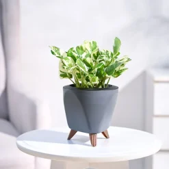 Money Plant N'Joy