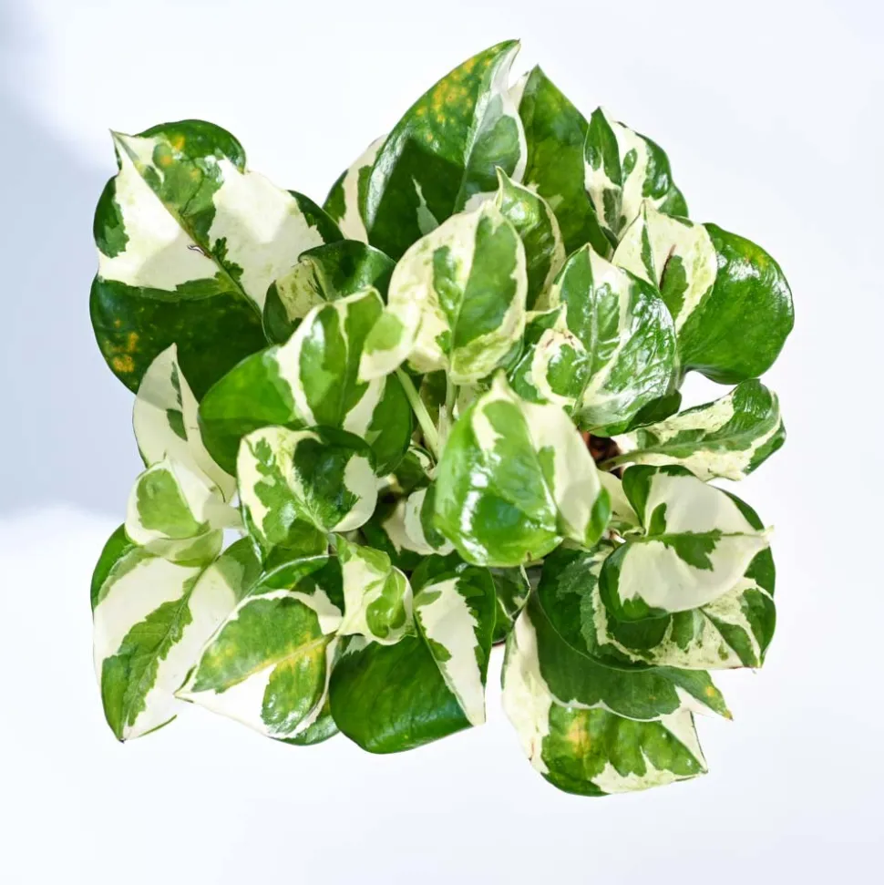 Money Plant N'Joy