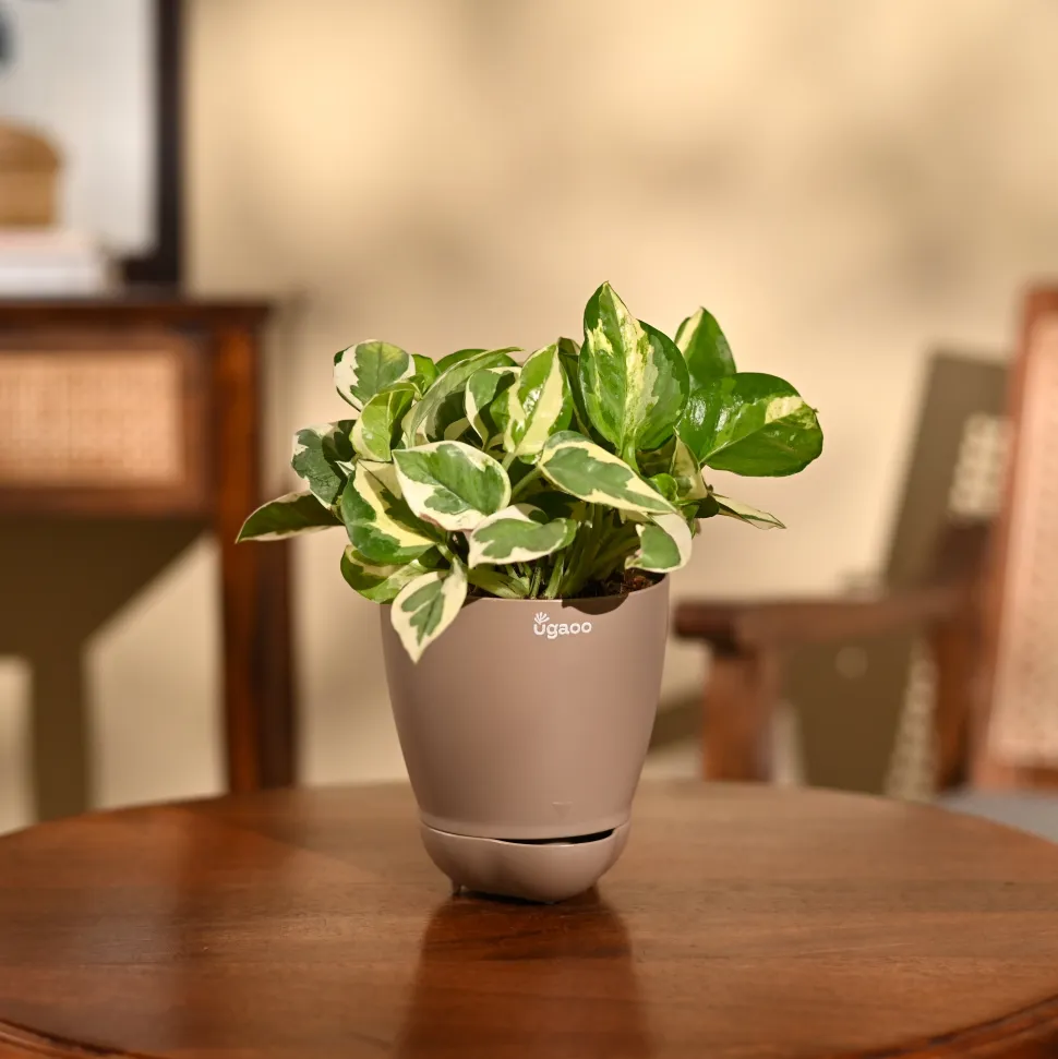 Money Plant N'Joy