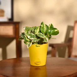 Money Plant N'Joy