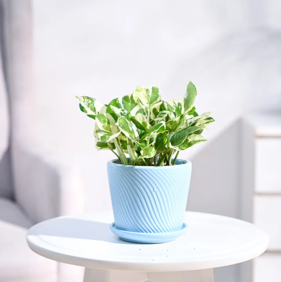 Money Plant N'Joy
