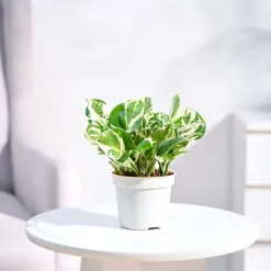 Money Plant N'Joy