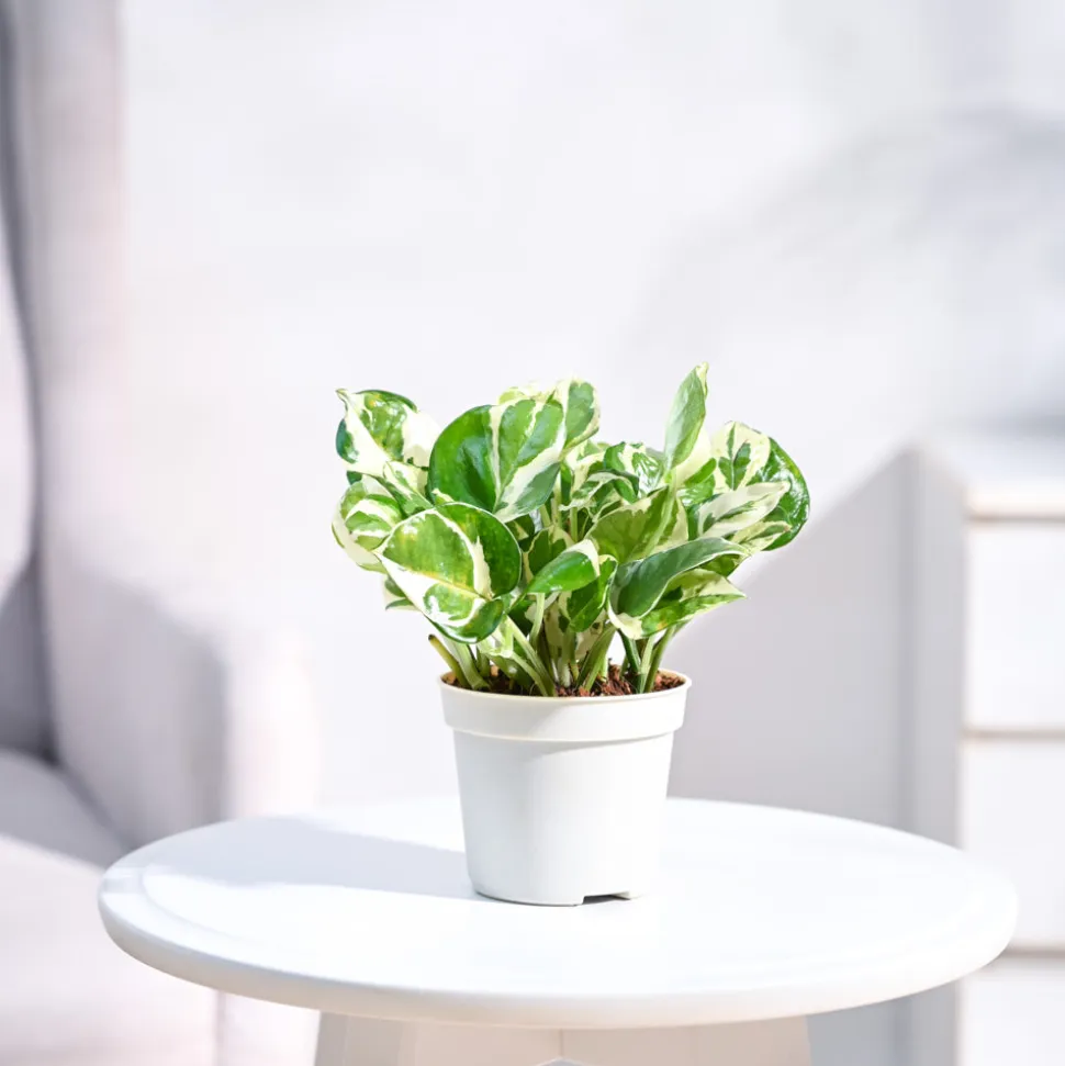 Money Plant N'Joy