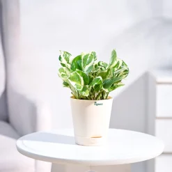 Money Plant N'Joy