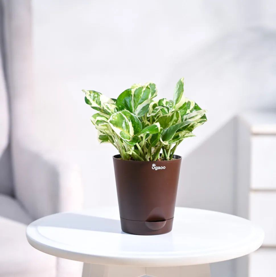Money Plant N'Joy