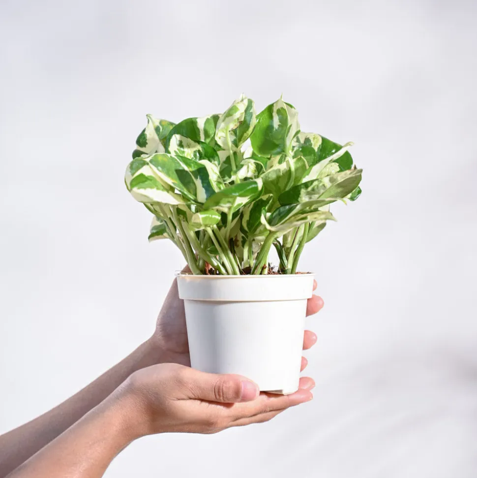 Money Plant N'Joy