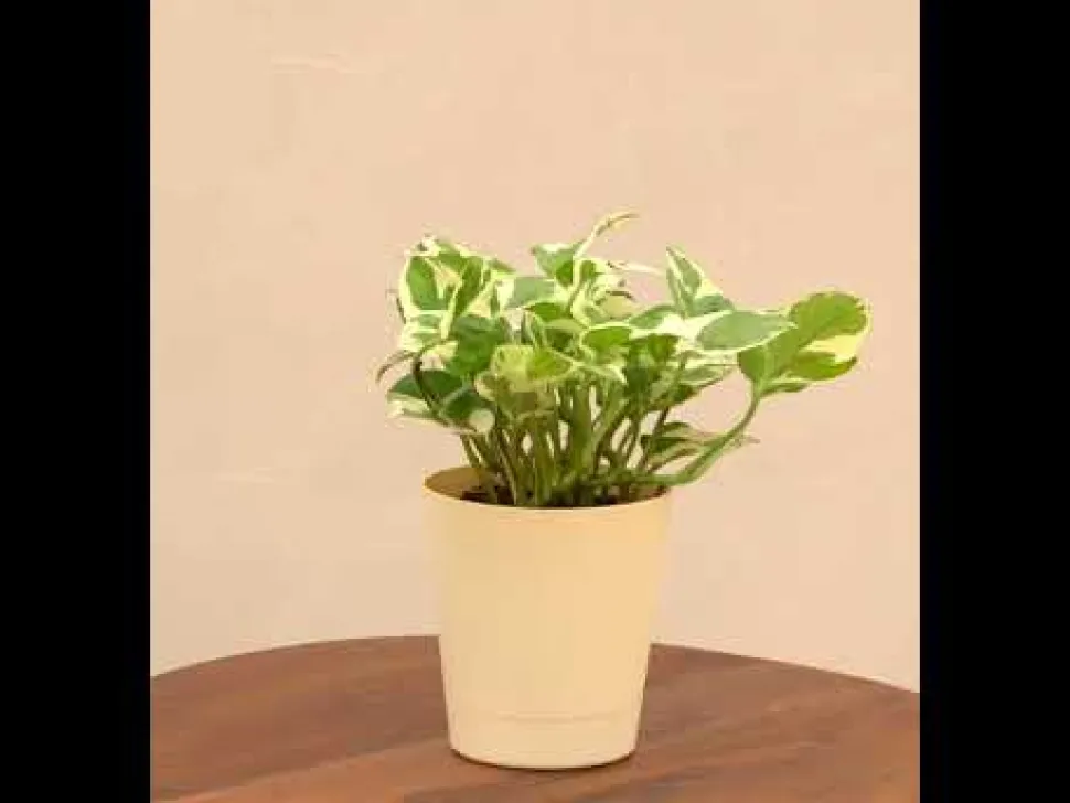Money Plant N'Joy