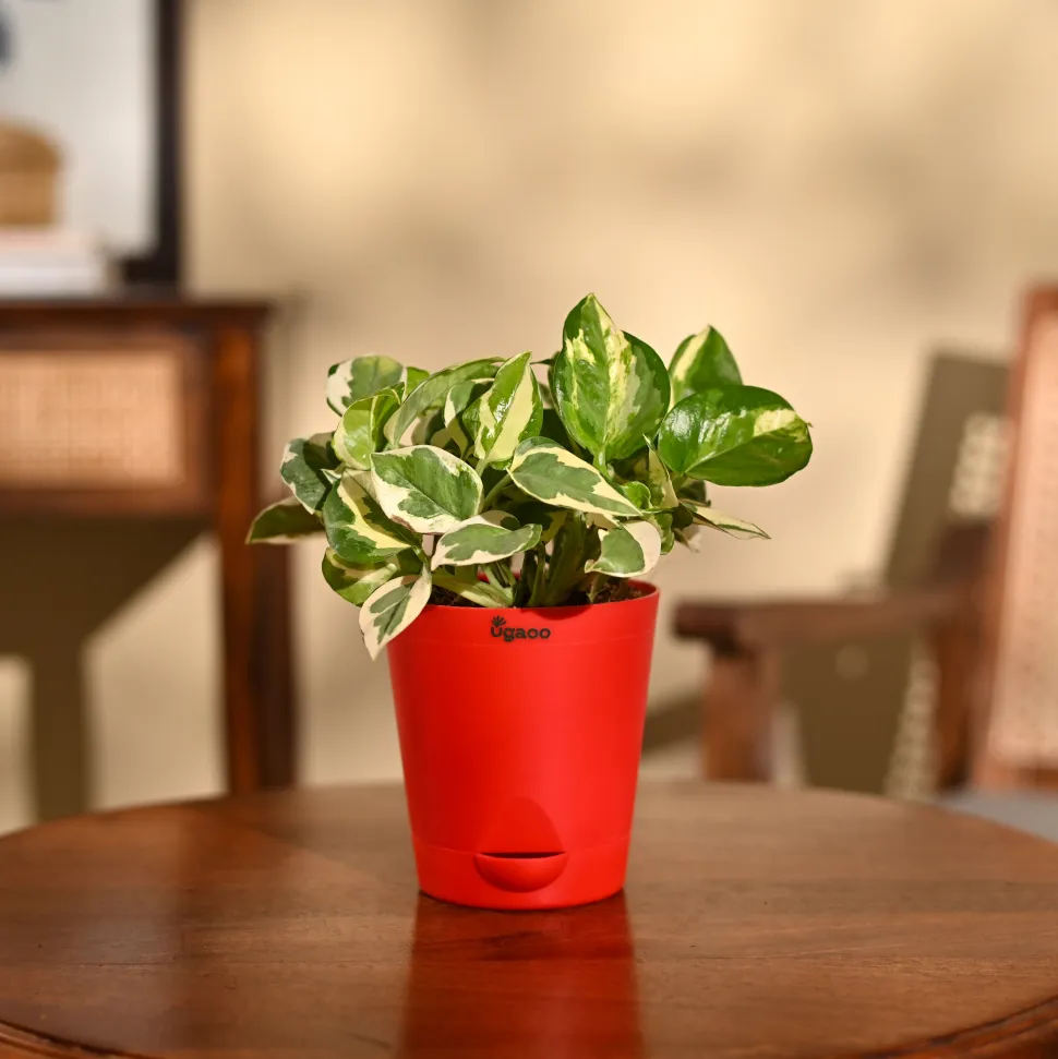 Money Plant N'Joy