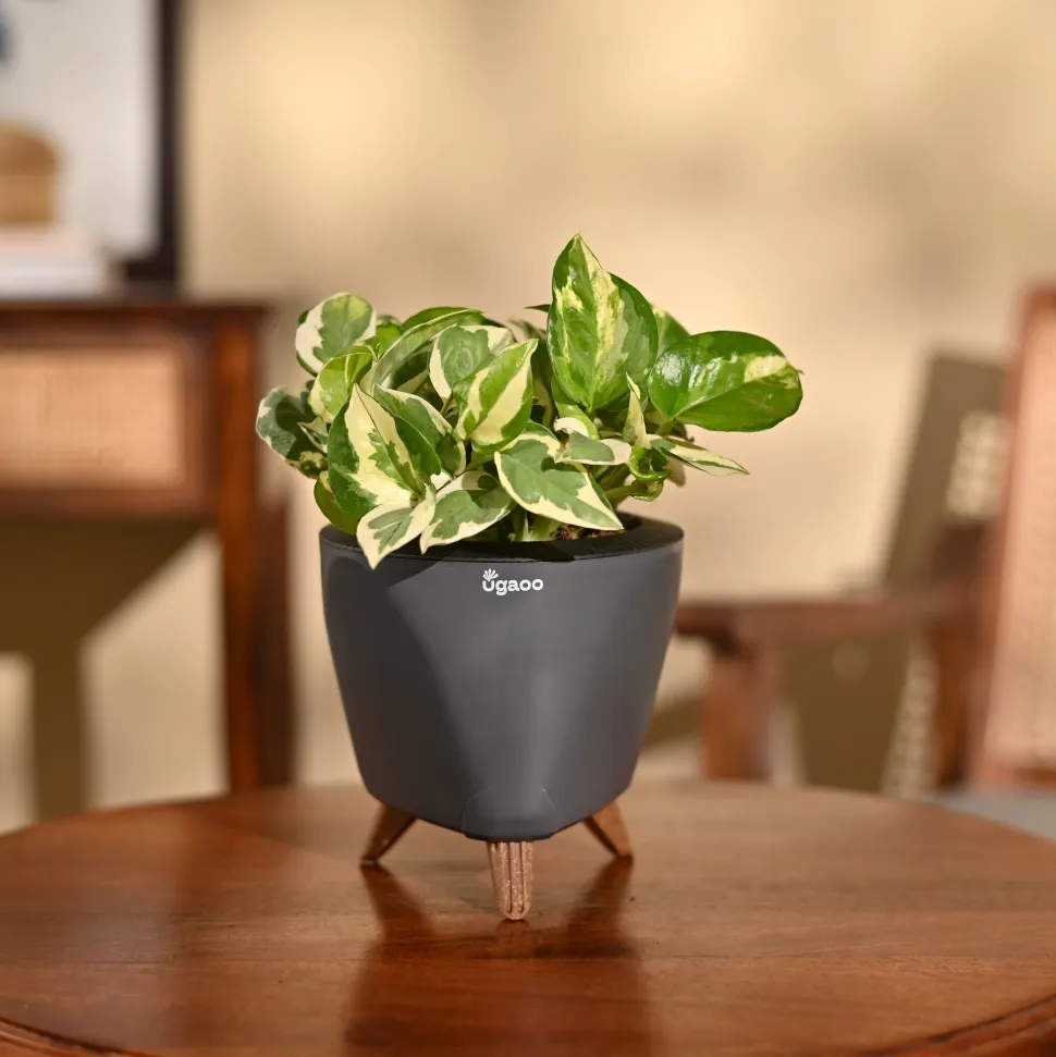 Money Plant N'Joy