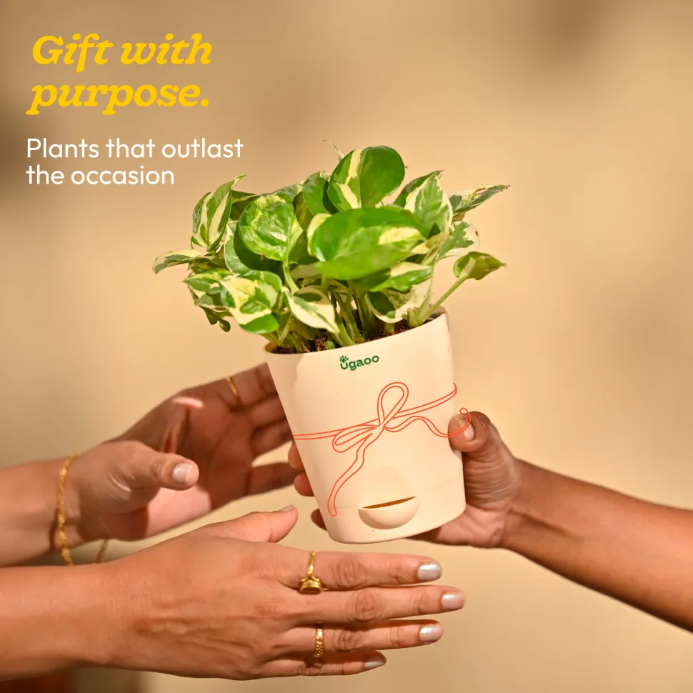 Money Plant N'Joy