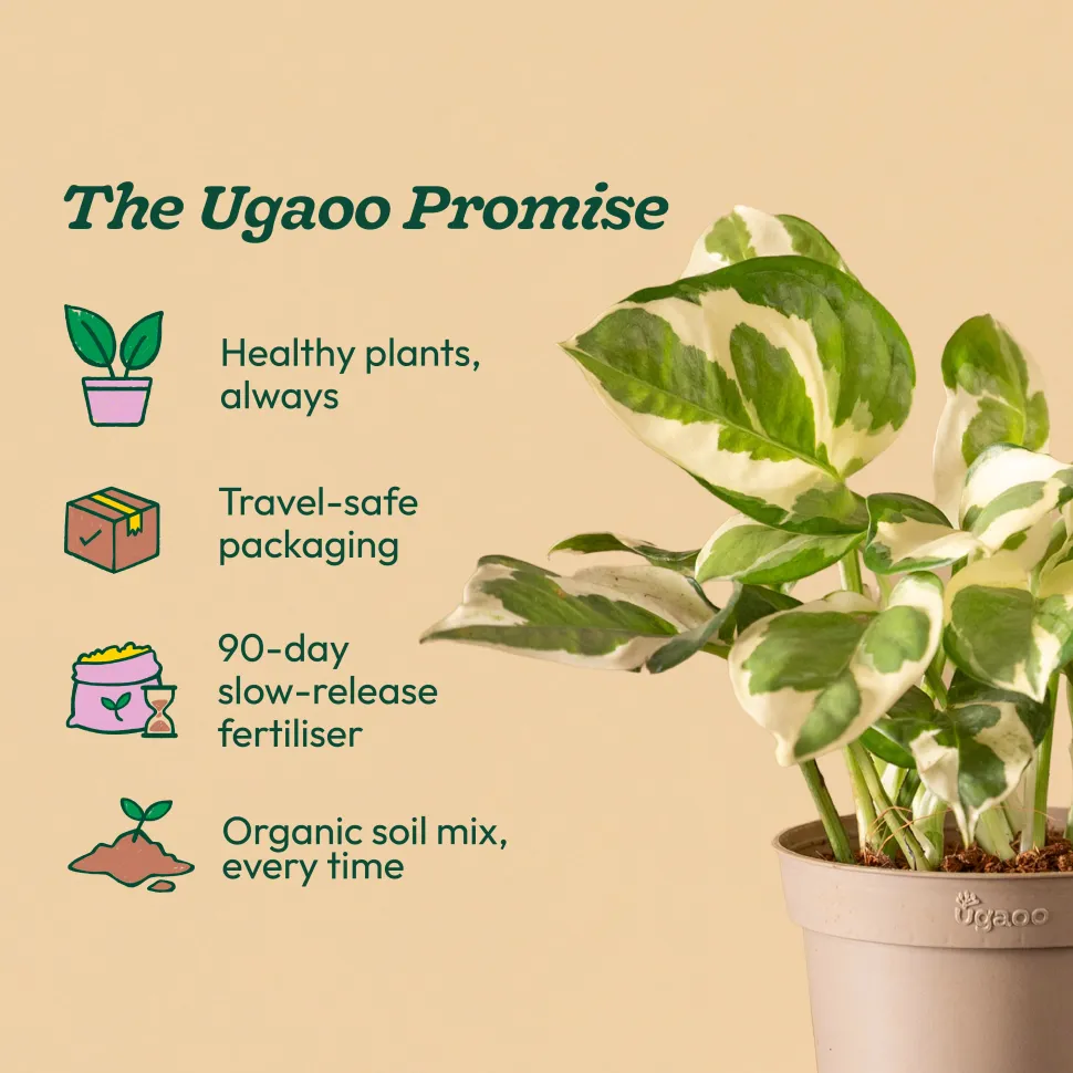 Money Plant N'Joy