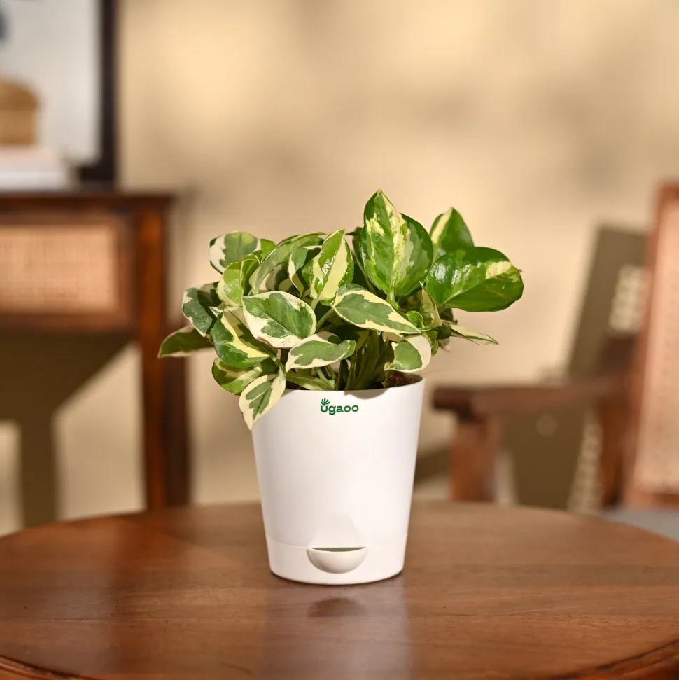 Money Plant N'Joy