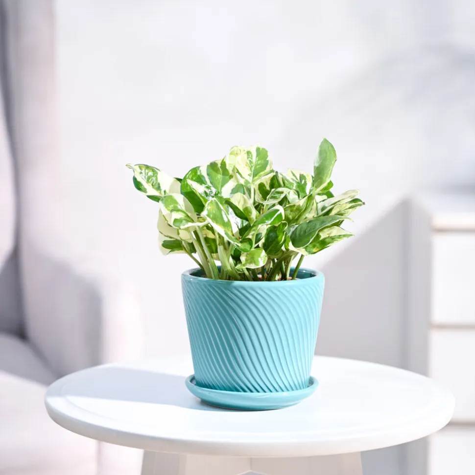 Money Plant N'Joy