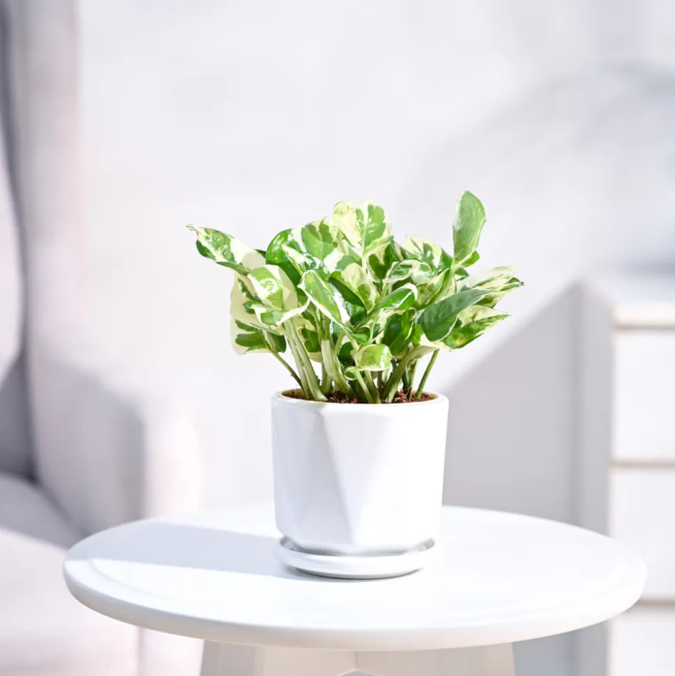 Money Plant N'Joy