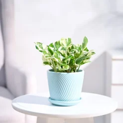 Money Plant N'Joy
