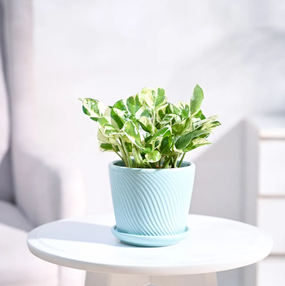 Money Plant N'Joy