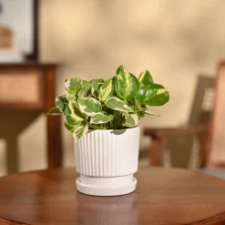 Money Plant N'Joy