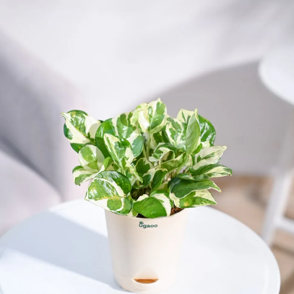 Money Plant N'Joy