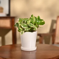 Money Plant N'Joy