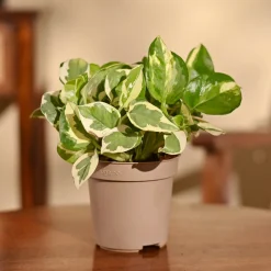 Money Plant N'Joy