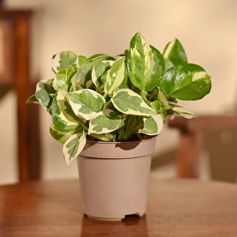 Money Plant N'Joy