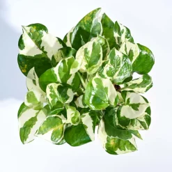 Money Plant N'Joy